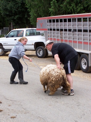 Hiding the Original Sheep