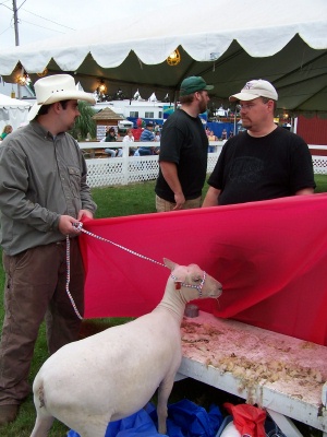 Hiding the Substituted Sheep
