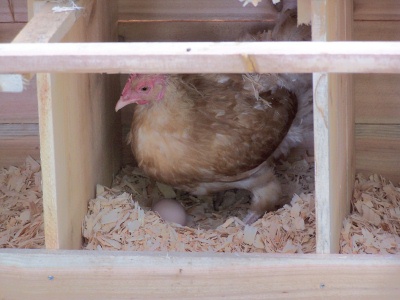 Proud Hen with her newly layed egg.