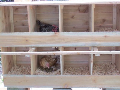 The New Nest Boxes in Coop 2